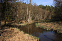 rzeka Stążka (fot. Dariusz Ożarowski)